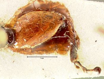 Media type: image; Entomology 19099   Aspect: body parts